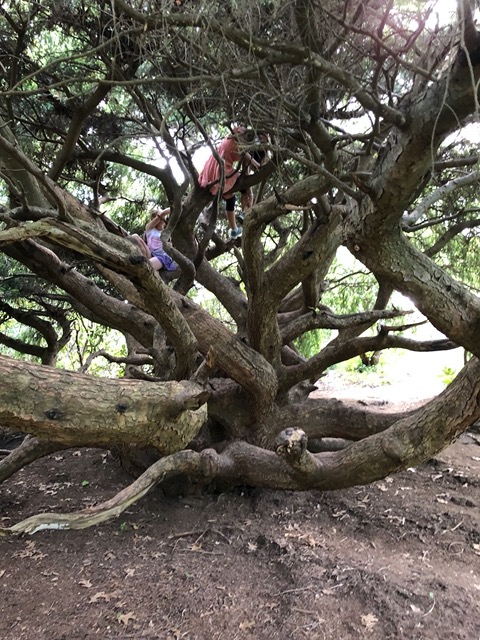 We let the kids play on a tree a bit