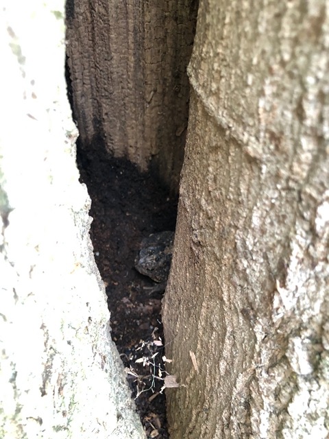 The kids found a toad in this tree