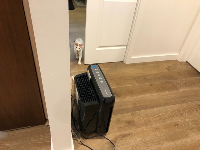 The male ventures out first