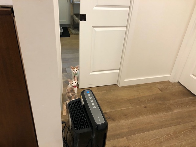 At the slightest sound they scamper back to the laundry room