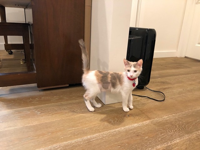 Here's the little female kitten
