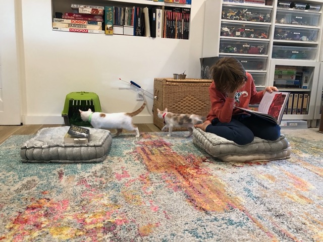 The kittens passing behind Owen while he pretends to ignore them