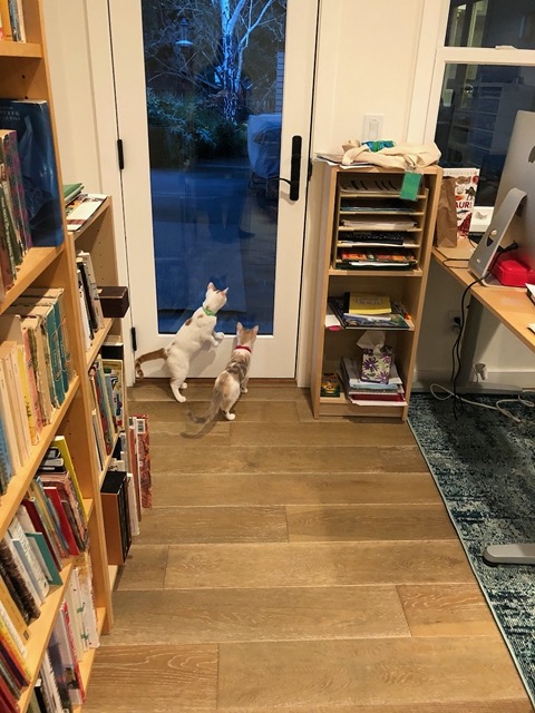 They discover the window to the patio