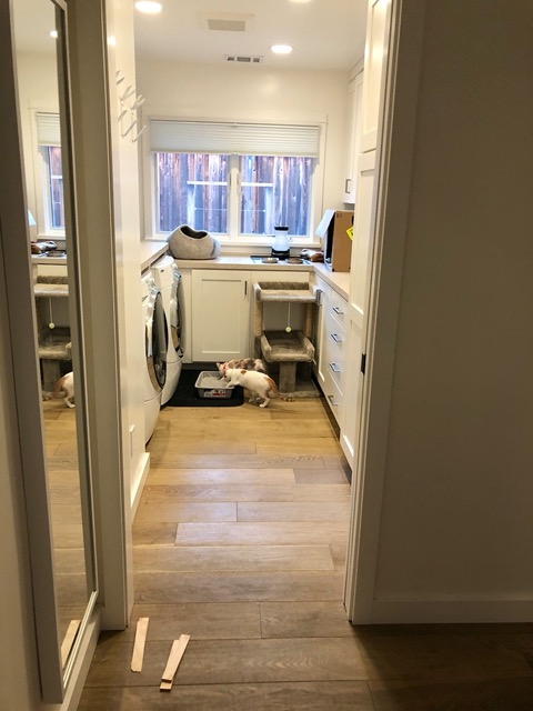 But they still go back to the laundry room to use the litter box, hooray!