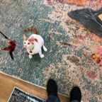 IMG_6884.jpeg