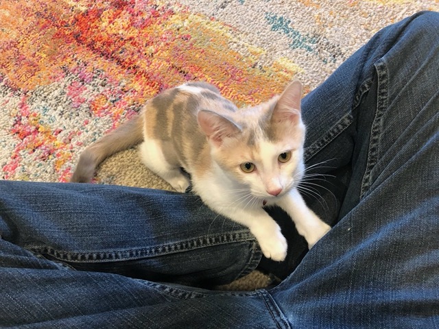 The female is comfortable enough to climb into Mike's lap