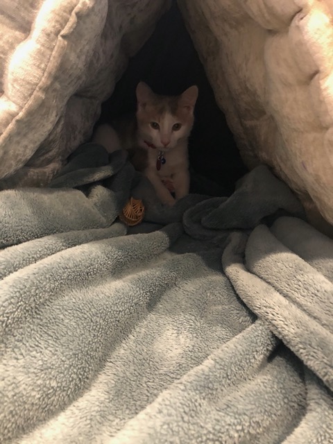In a tunnel in Owen's fort