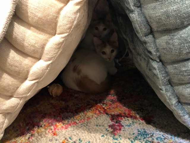 The kitties in a deep tunnel of the fort