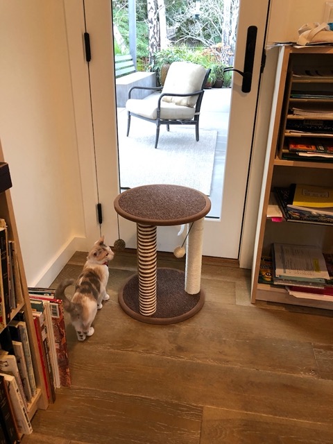 I got them a small cat tree scratching post