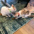 IMG_6985.jpeg
