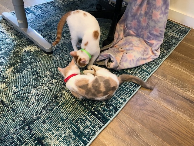 They engage in predatory play