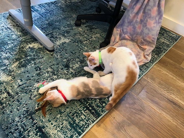 Including forepaw grapping and chewing