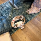 IMG_6996.jpeg