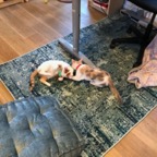 IMG_7006.jpeg