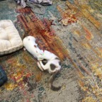 IMG_7007.jpeg