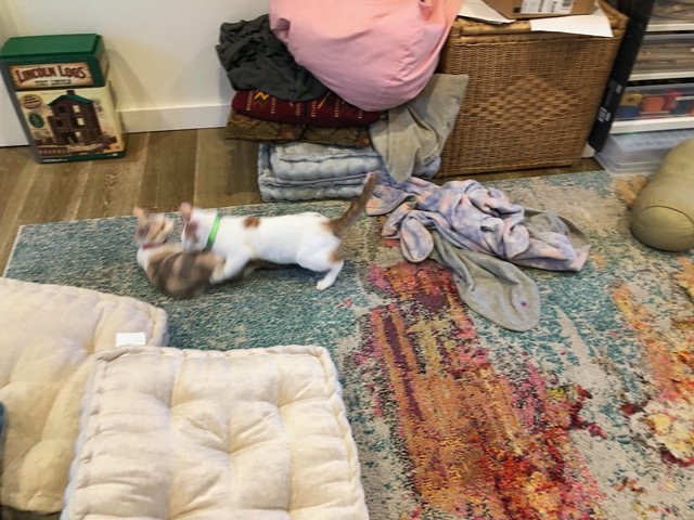 Now they start to tussle with each other
