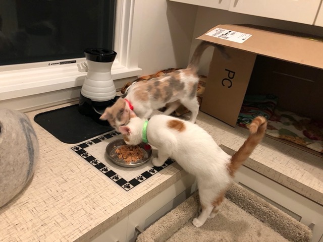 We return them to the laundry room to eat and sleep