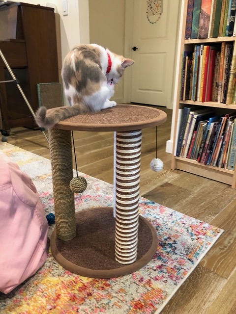 Playing with the cat tree