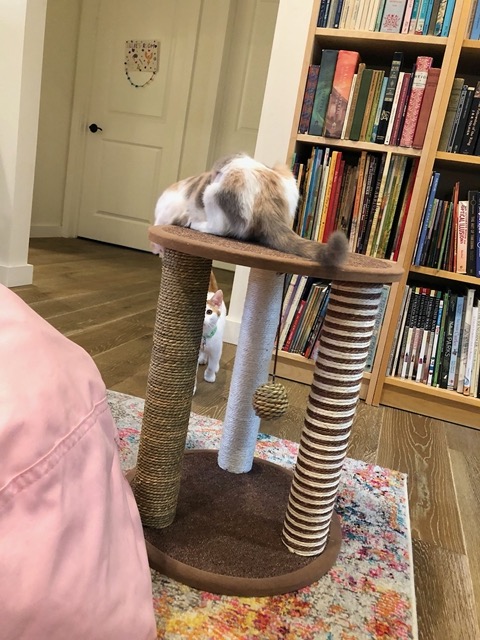 Batting at the toys from above