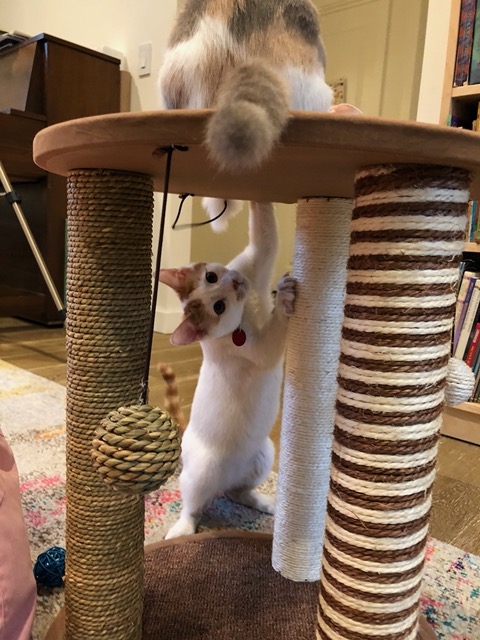 Both kitties going after the same bobbing toy