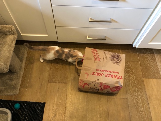 Their first paper bags