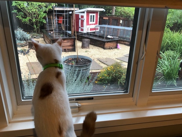 And the nice view into the back yard