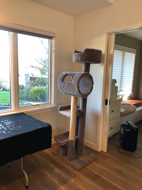 Their new BIG cat tree by the front window
