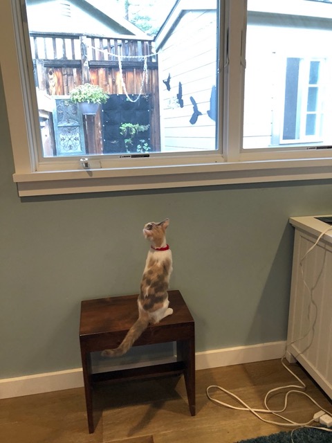 In Lela's room they discover the window