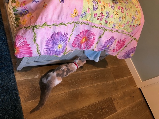 They discover the space under the bed!