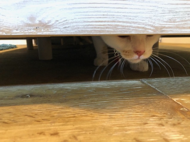 A kitty peeking out from under the bed