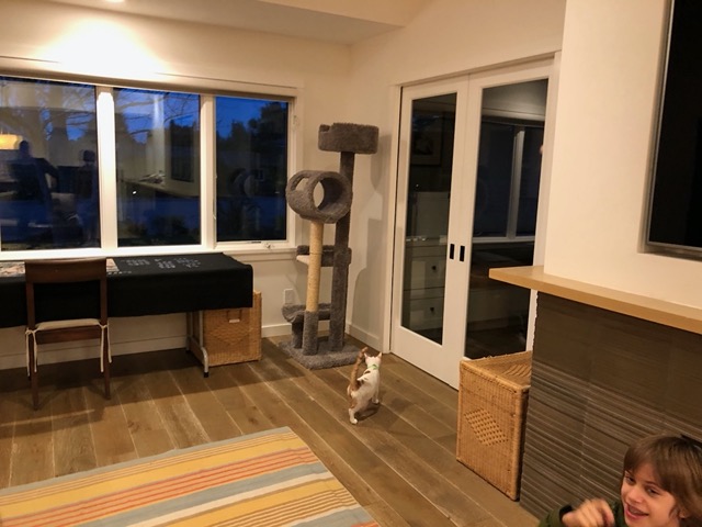 First time in the living room!