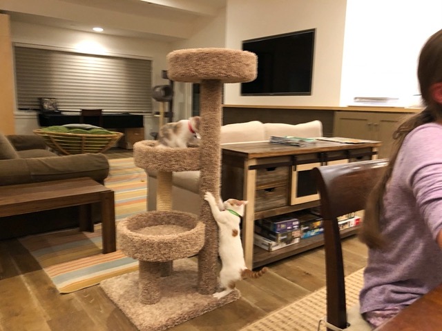 Getting playful with the cat tree!