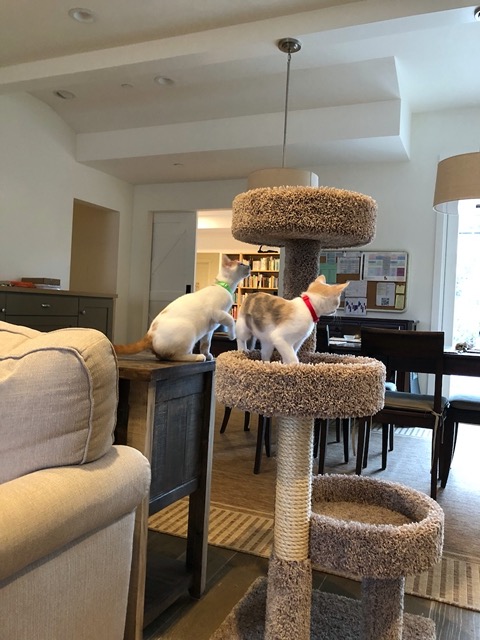 The cats in their new tree