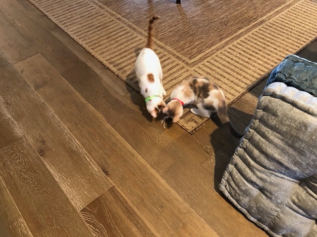 I got them two squeaky mouse toys