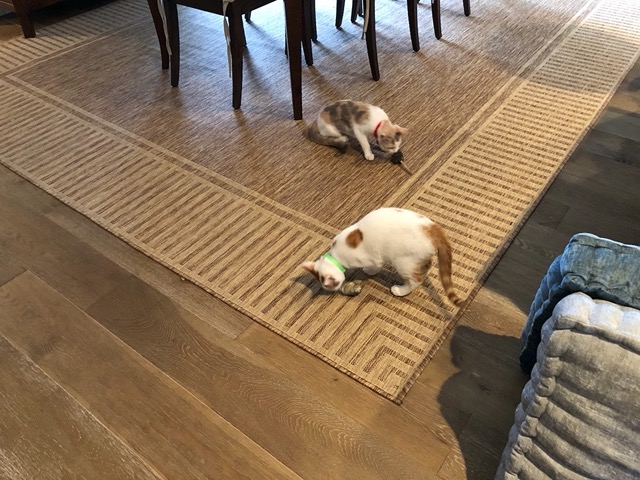 These were a big hit.  They each got one