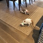 IMG_7230.jpeg