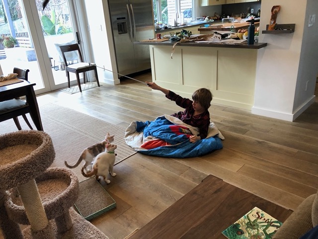 Owen dangling a lure toy