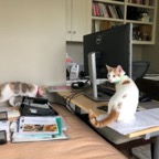 IMG_8122.jpeg
