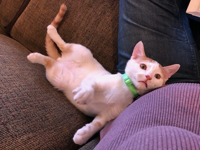 The little male with me on the couch