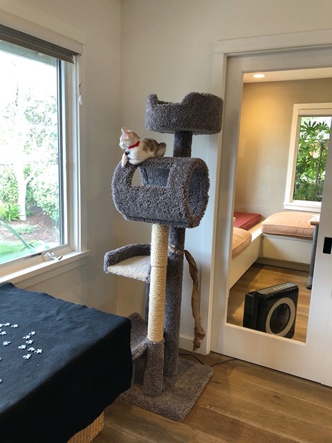 The female, in their tree, watching the world go by