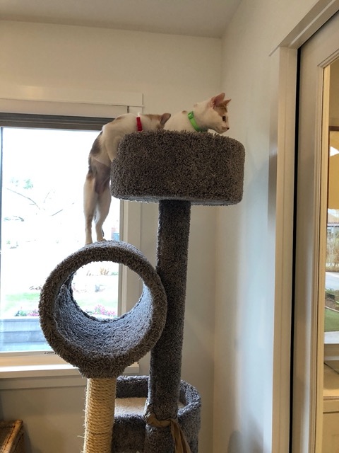 At the top of the tree