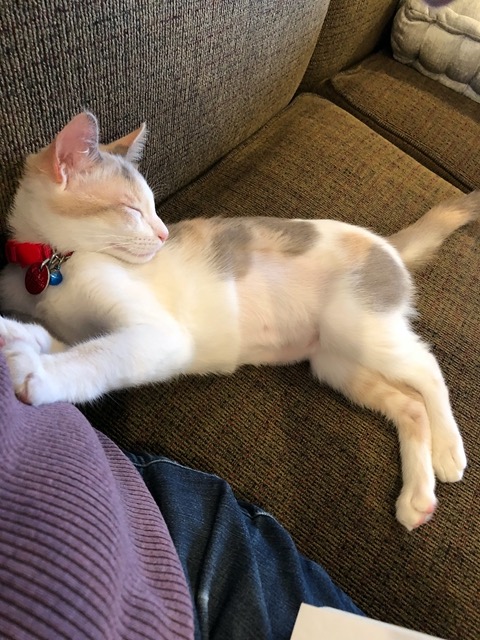 The female, tired out, snoozing on the couch