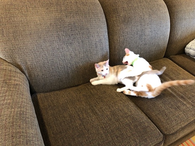 Snooze over!  Play attack by her brother!