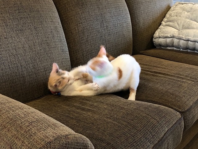 Play fighting
