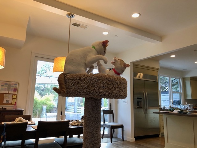 The squabble continues in the top of the tree