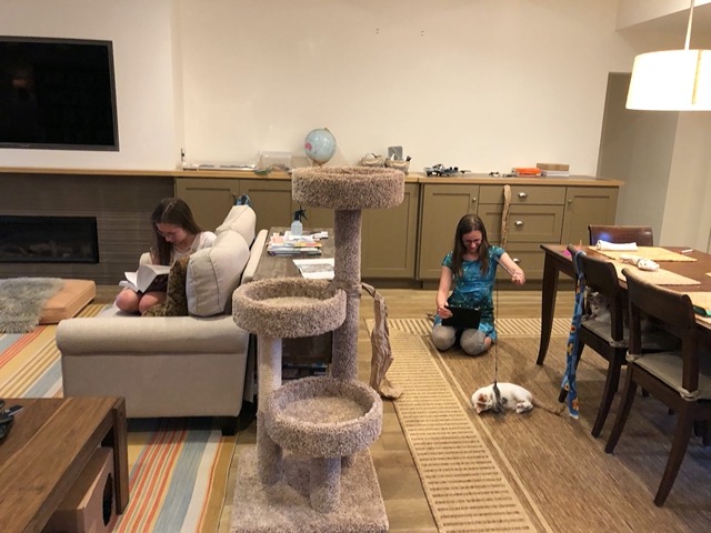 Lela playing with the male cat