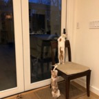 IMG_7293.jpeg