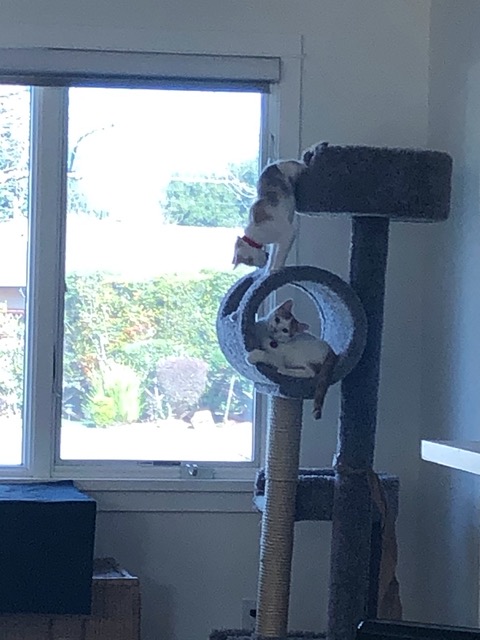 Morning play on the cat tree