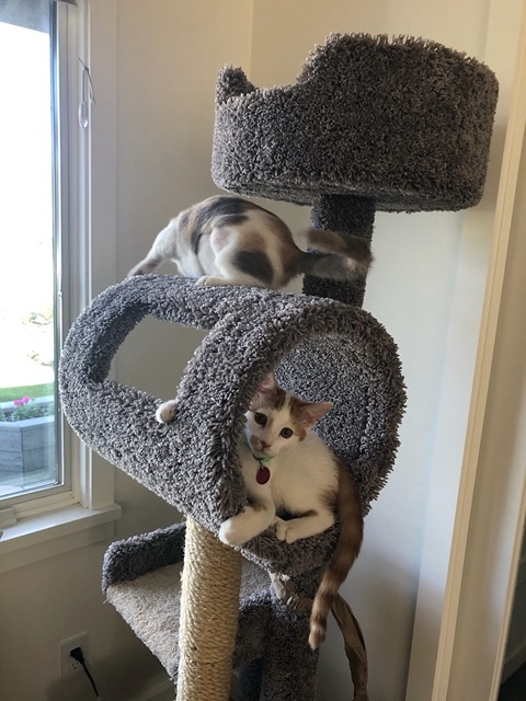 It's a vertical obstacle course