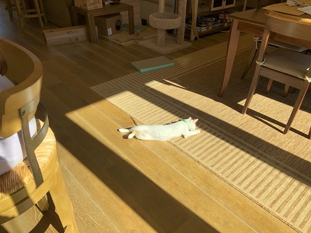 The male in a sunbeam